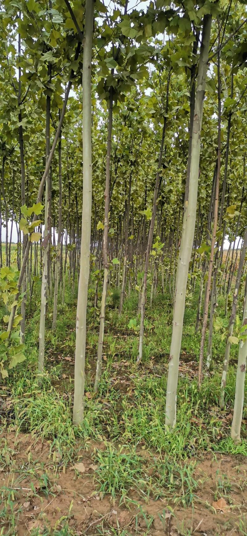 法桐三公分法桐五公分法桐六公分法桐十公分法桐十二公分法桐