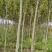 法桐三公分法桐五公分法桐六公分法桐十公分法桐十二公分法桐