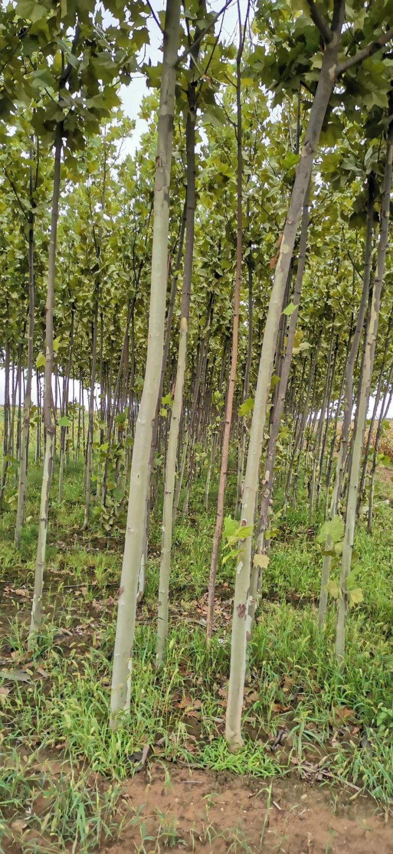 法桐三公分法桐五公分法桐六公分法桐十公分法桐十二公分法桐
