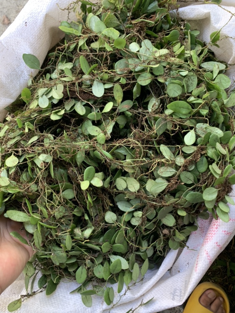 野生抱石莲抱石草石瓜子草抱石莲抱石莲