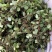 野生抱石莲抱石草石瓜子草抱石莲抱石莲