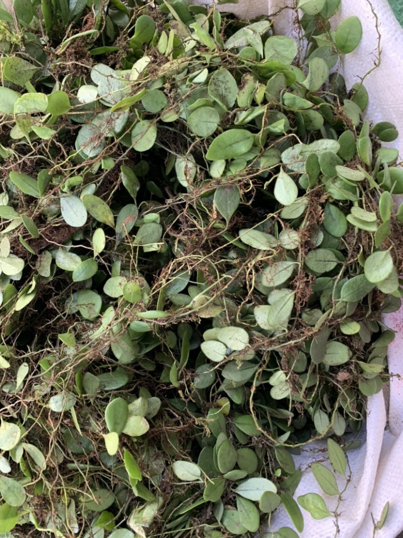野生抱石莲抱石草石瓜子草抱石莲抱石莲