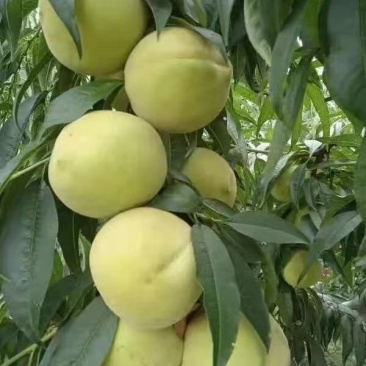 脆青桃