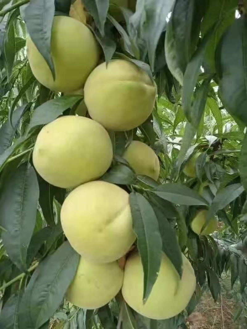 脆青桃