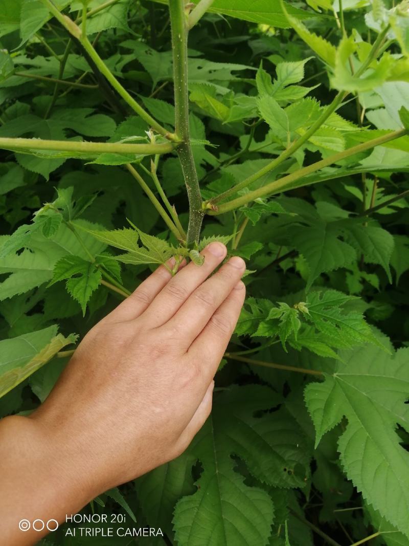 组培构树，专业，用于饲料养殖成活率高，产量高