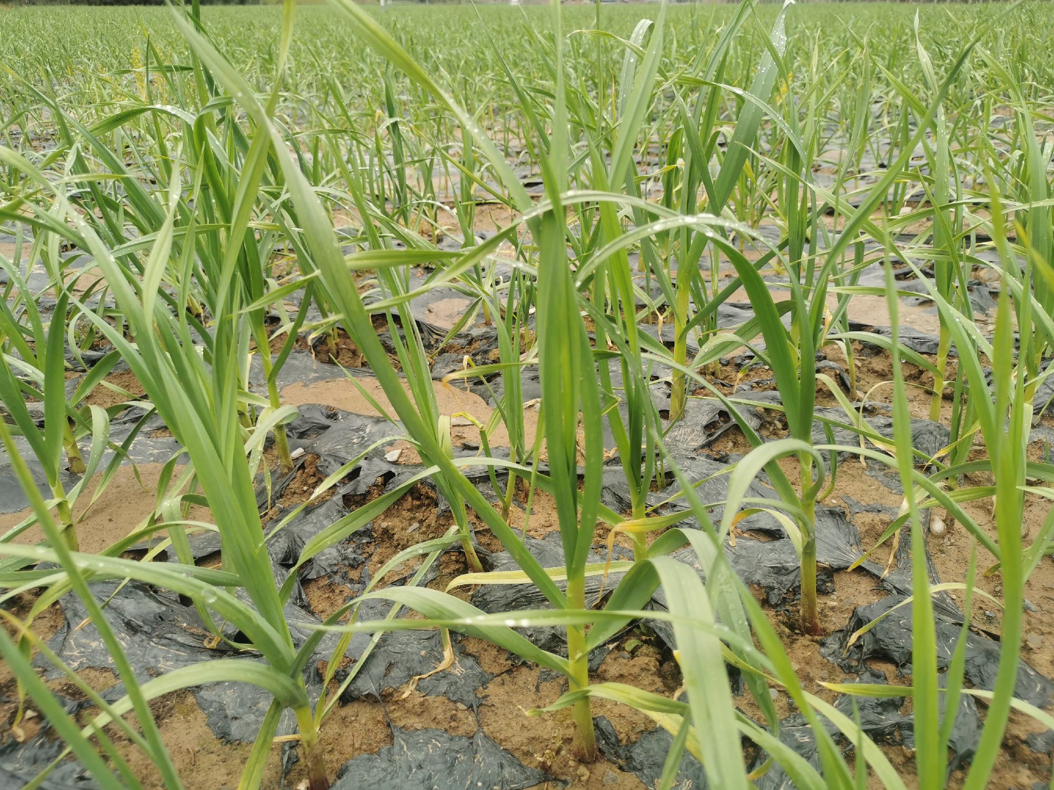 冬季蒜苗室内种植场景