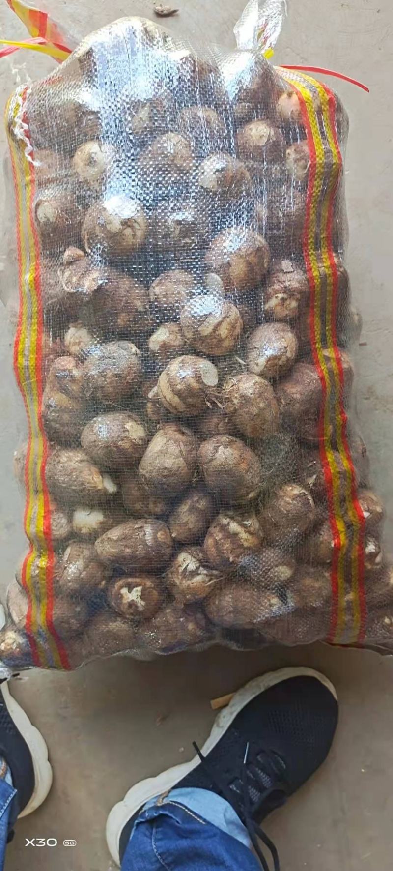 山东芋头大球中球小球二母统货保证质量全国发货