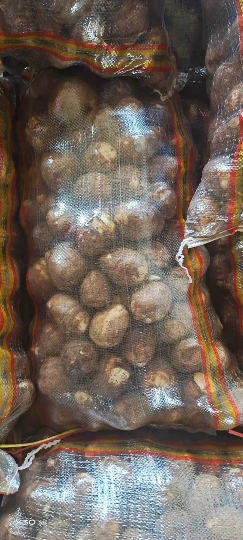 山东芋头大球中球小球二母统货保证质量全国发货