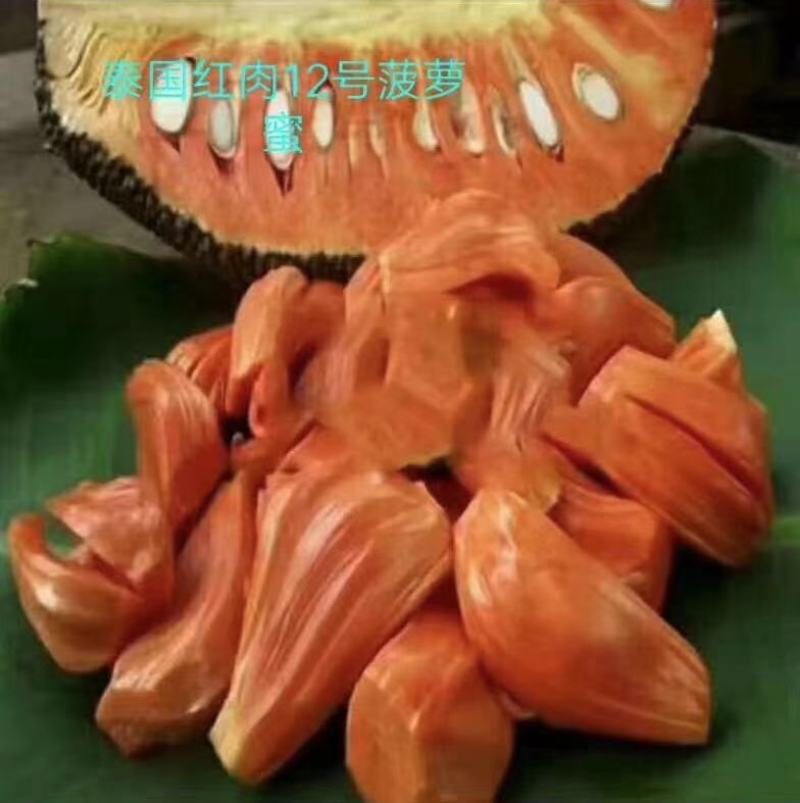 12号红肉菠萝蜜树苗嫁接三年苗种植一年可结果