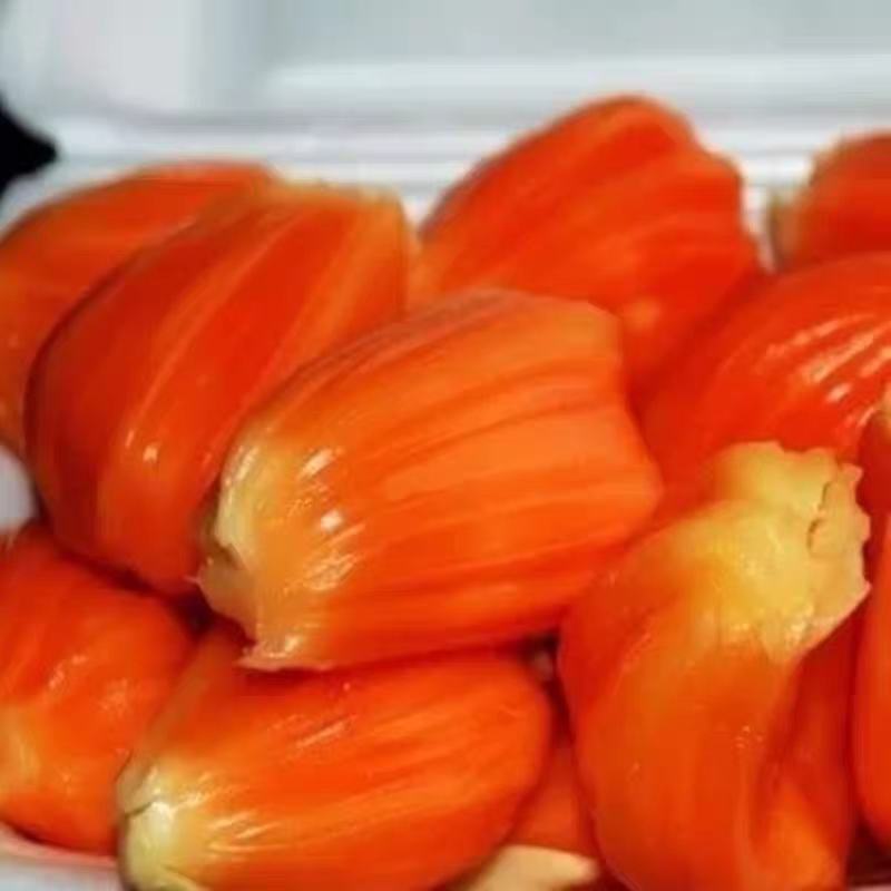 12号红肉菠萝蜜树苗嫁接三年苗种植一年可结果