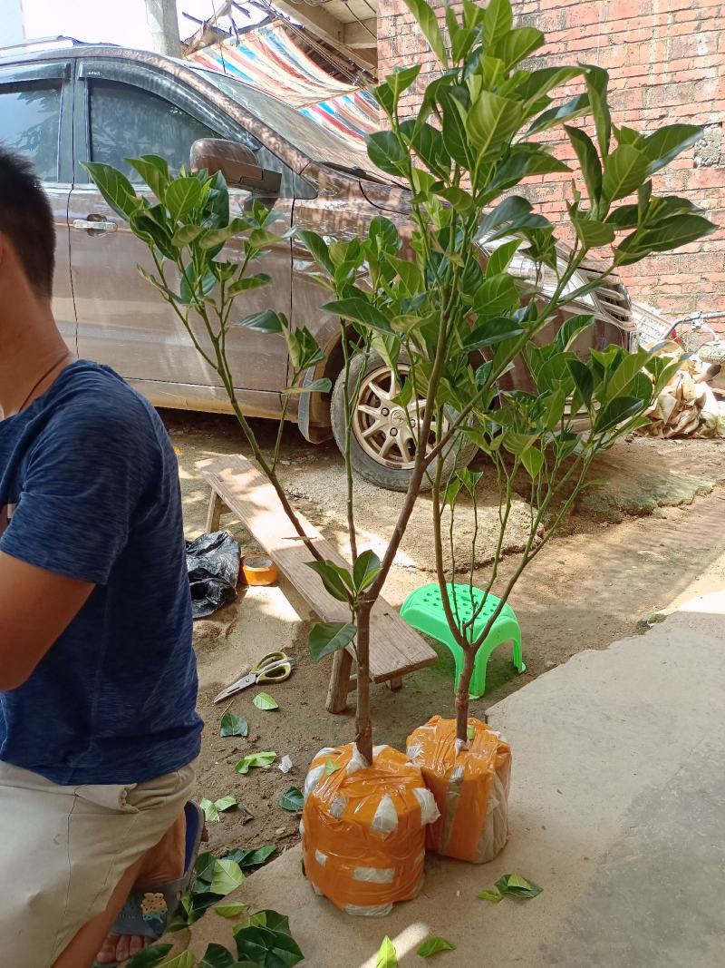 12号红肉菠萝蜜树苗嫁接三年苗种植一年可结果