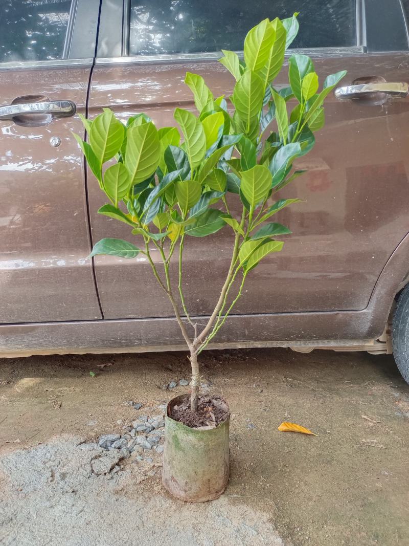 12号红肉菠萝蜜树苗嫁接三年苗种植一年可结果