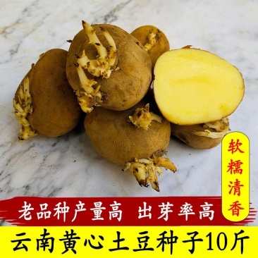 早春秋冬土豆种子已催芽高产黄皮黄心荷兰15号红皮黄心青薯