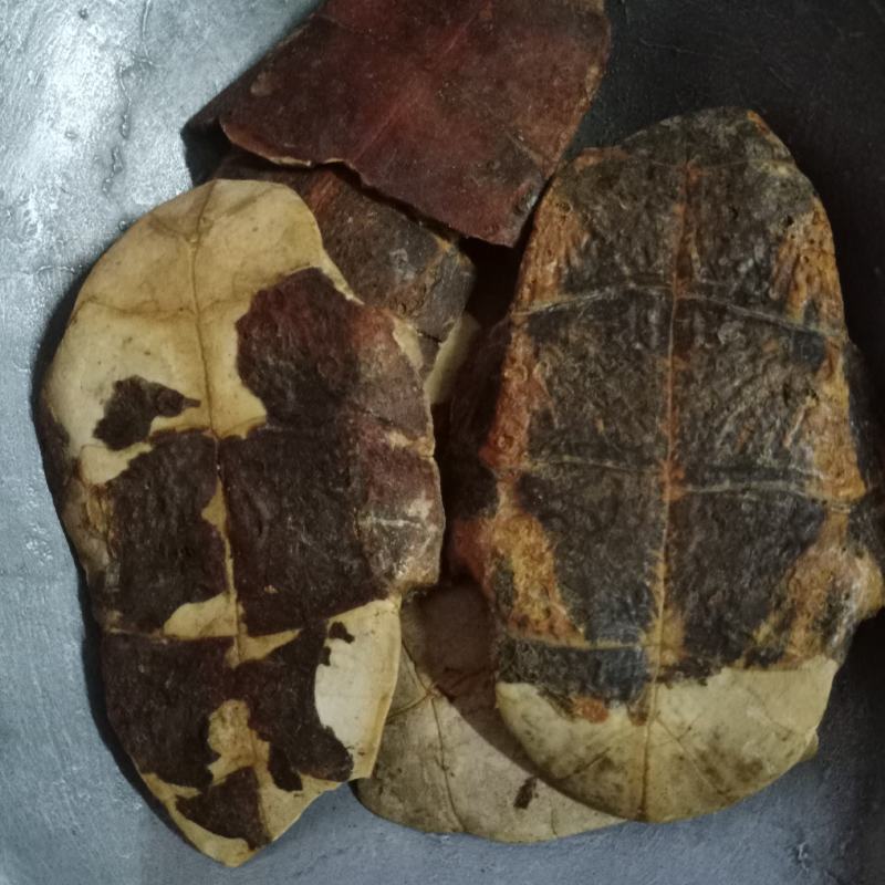 龟板中药材批发龟板批发各种中药材