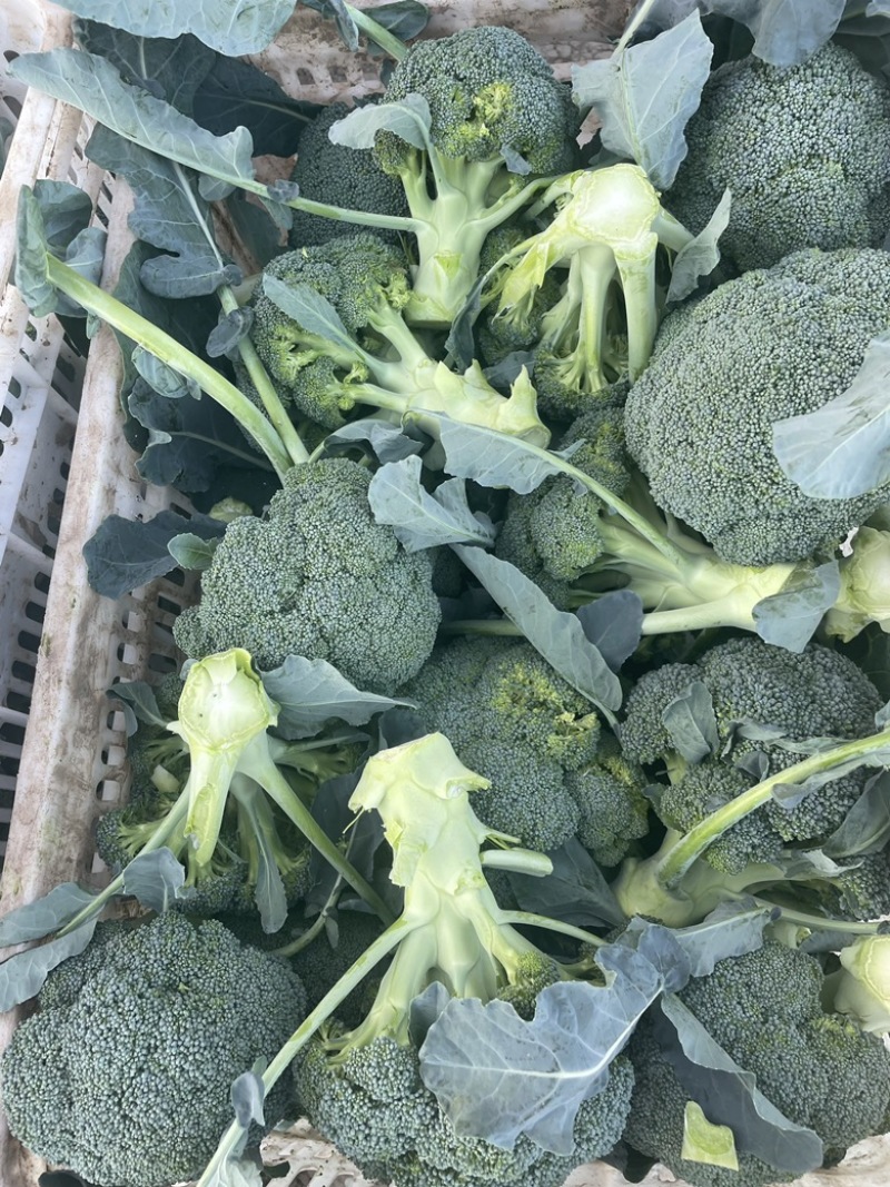 西兰花需要的老板联系我是代办