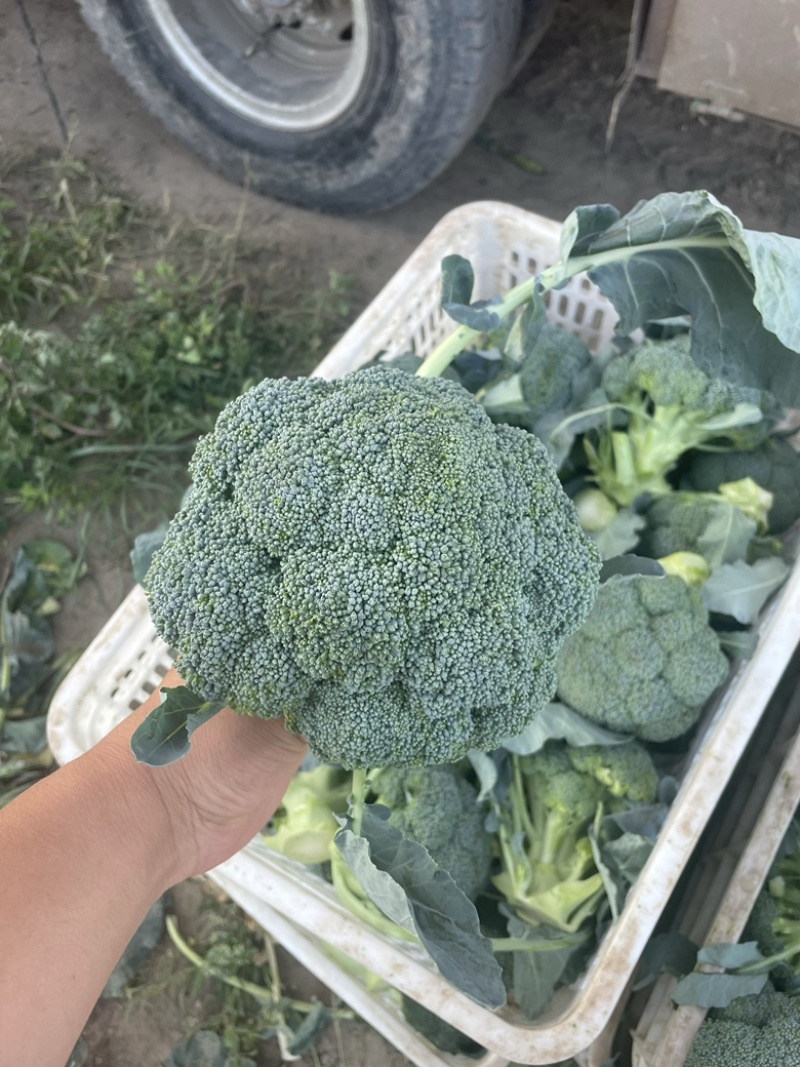 西兰花需要的老板联系我是代办