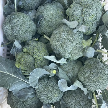 西兰花需要的老板联系我是代办