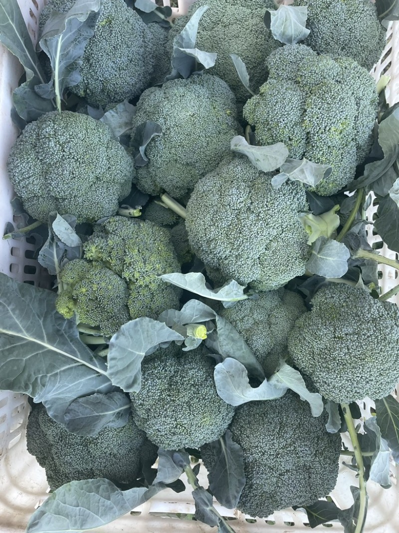 西兰花需要的老板联系我是代办