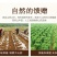 山药小粉皮小粉皮50包精品独立包装260克
