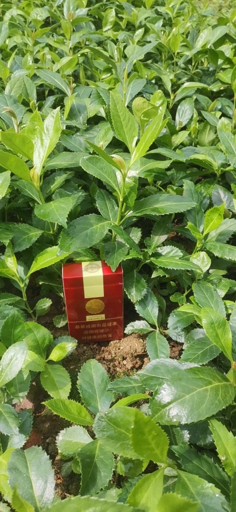 草珊瑚苗，自家育苗基地，提供种植技术，保证成活率。