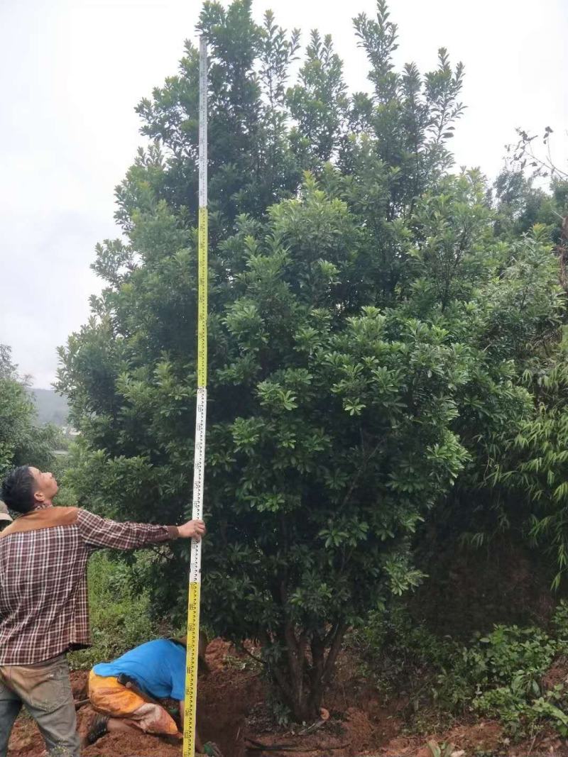 精品杨梅树（断根苗）基地直供