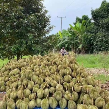 榴莲特价