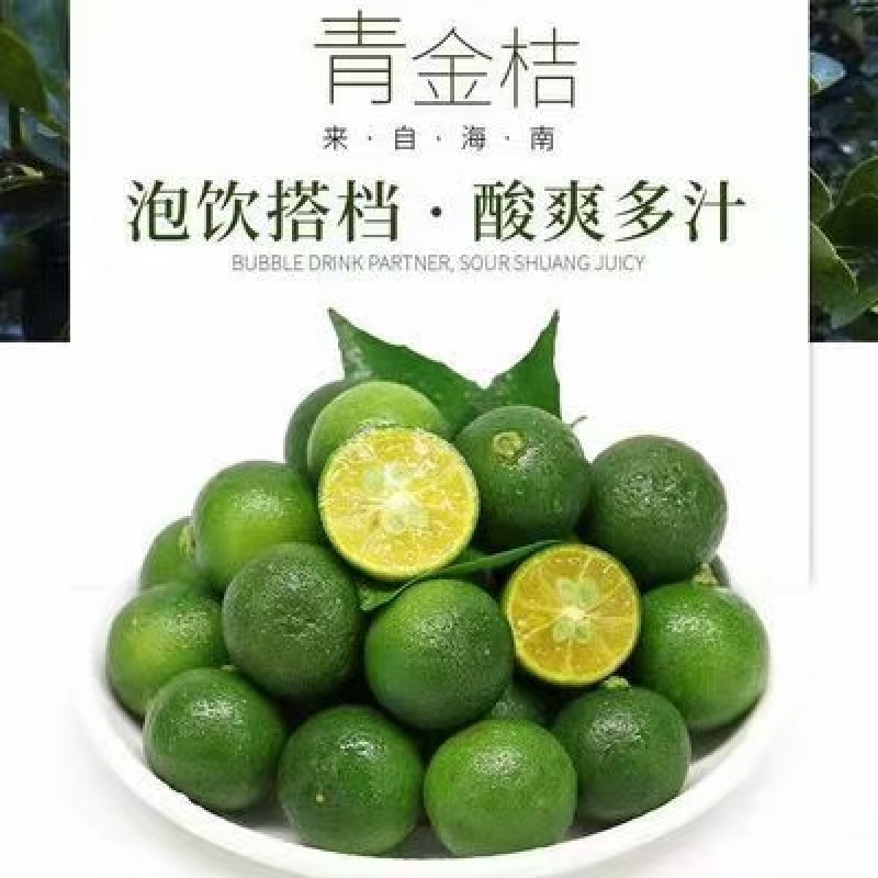 海南青金桔小青桔苗盆栽地栽果树苗泡茶柠檬树苗蜜桔树苗当年