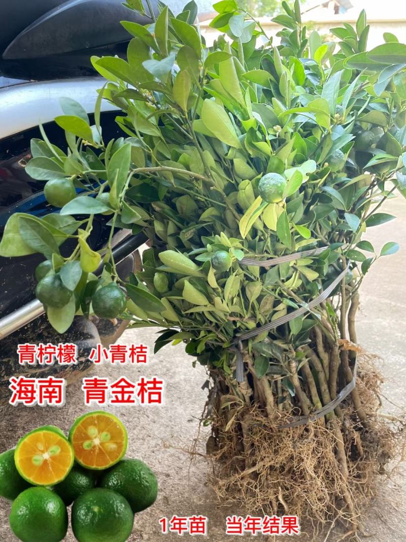 海南青金桔小青桔苗盆栽地栽果树苗泡茶柠檬树苗蜜桔树苗当年