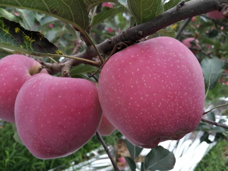 三门峡高山纸袋红星持续收购中！量大从优品质保证欢迎联系