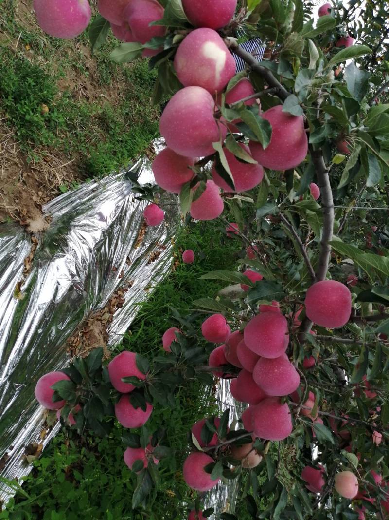 三门峡高山纸袋红星持续收购中！量大从优品质保证欢迎联系