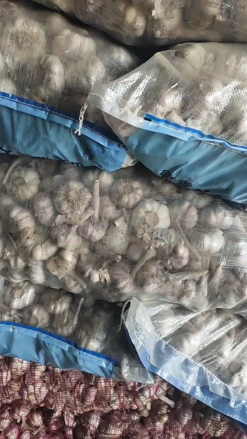 济南大青稞，高产抗病抗重茬，纯手工精挑细选，