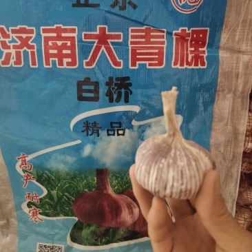 济南大青稞,高产抗病抗重茬,纯手工精挑细选,