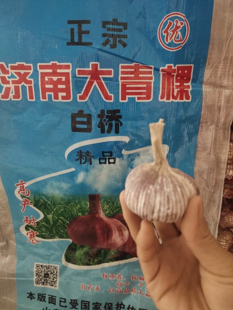 济南大青稞，高产抗病抗重茬，纯手工精挑细选，