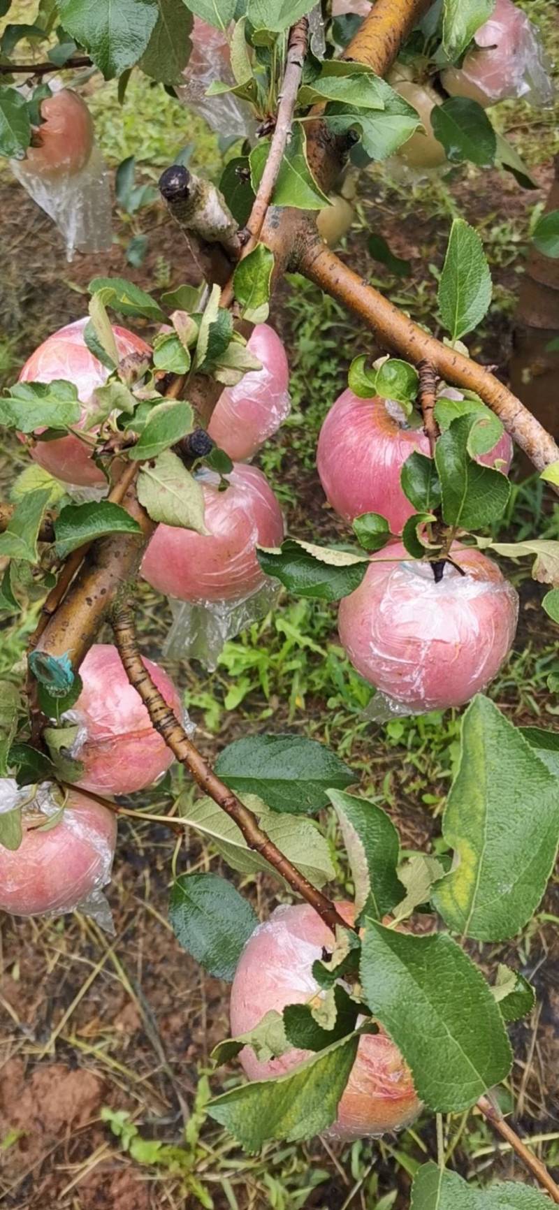 山西运城红富士苹果冰糖心产地直供一件代发供各大平台电商