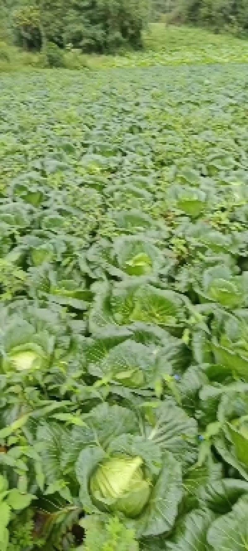 扁包菜