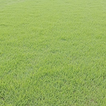 马尼拉草皮