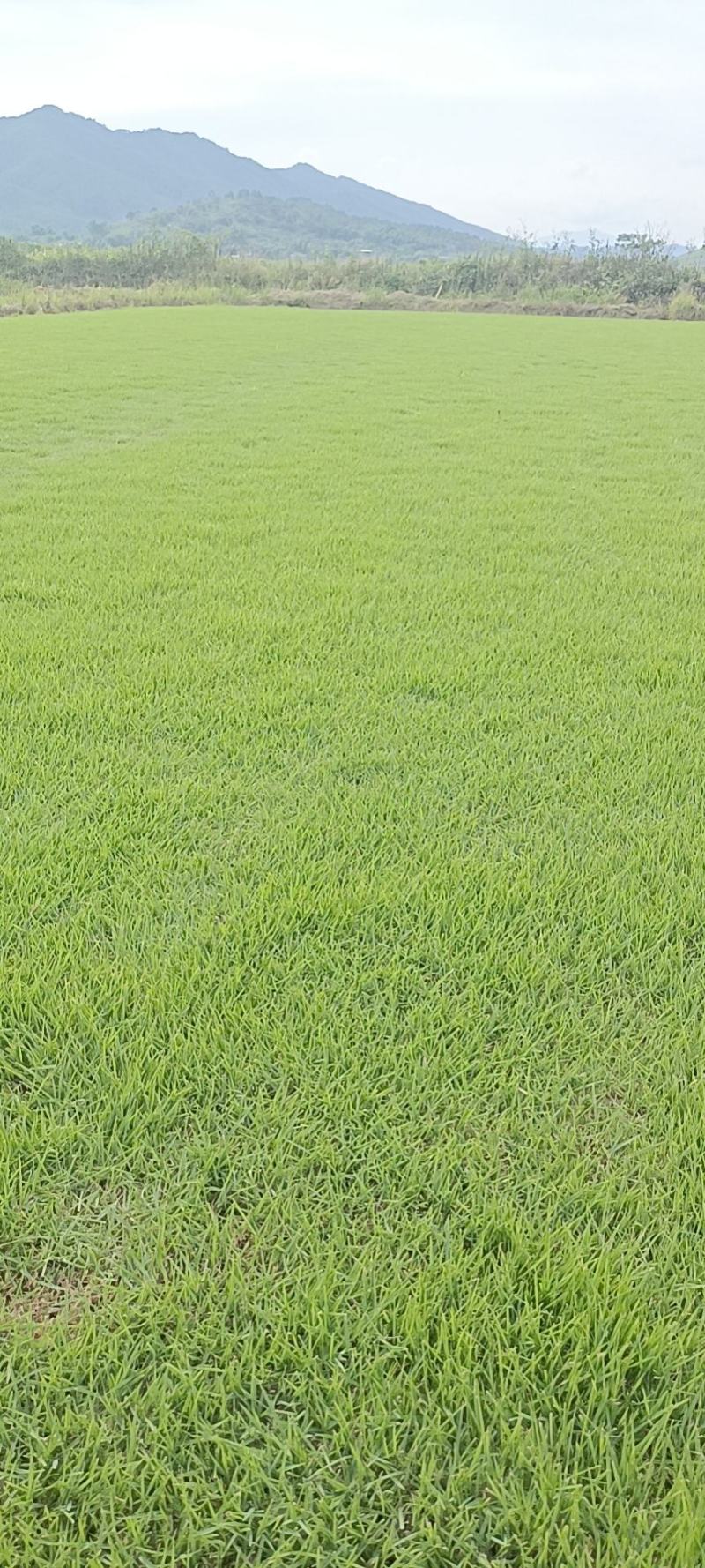 马尼拉草皮