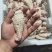 鱿鱼尾花，经济实惠电商好产品