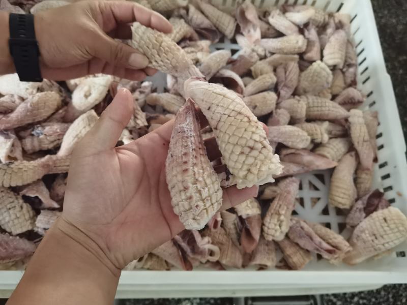 鱿鱼尾花，经济实惠电商好产品