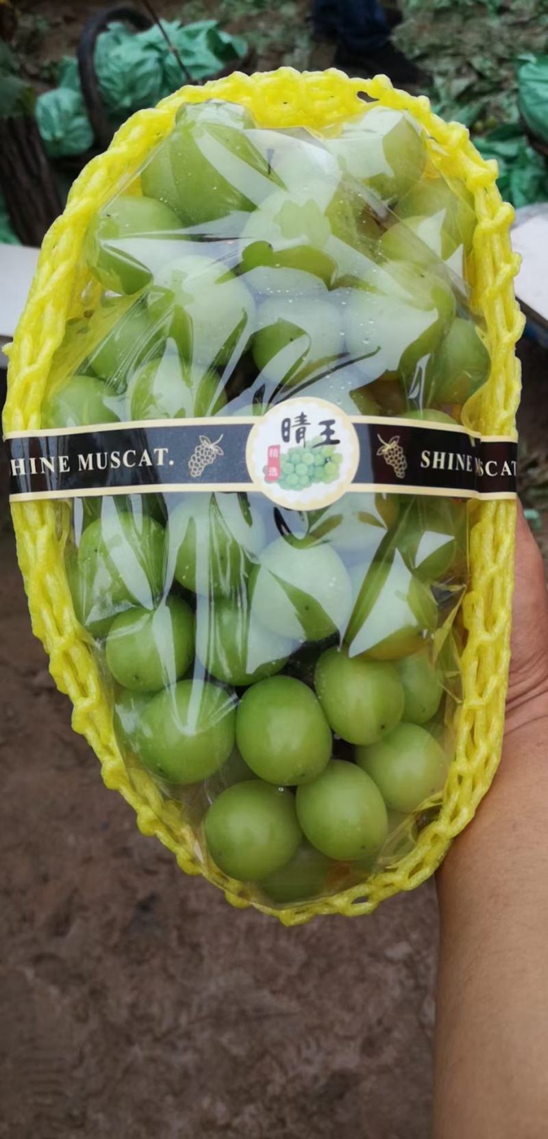 鲁山县阳光玫瑰葡萄热销中