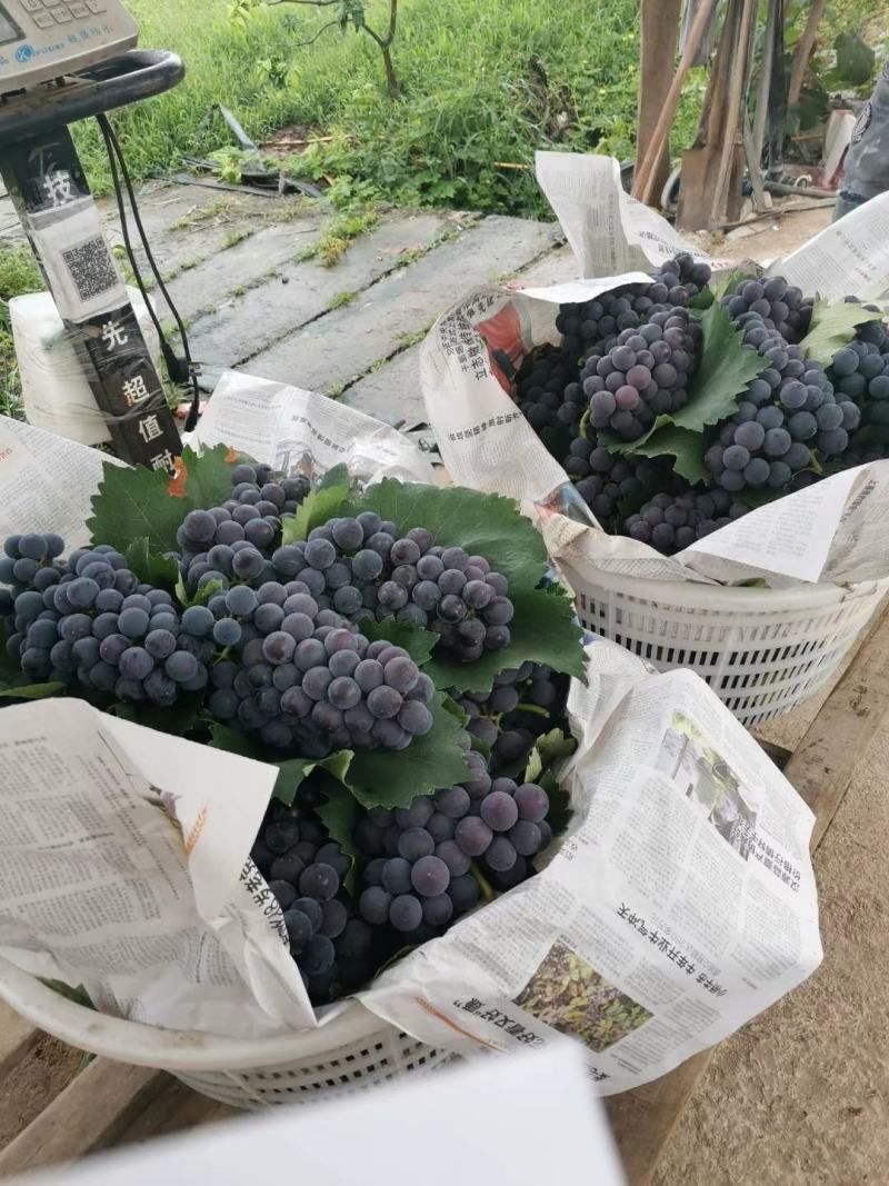 摩尔多瓦葡萄苗《丰泰苗木》专业苗圃基地批发自育苗木