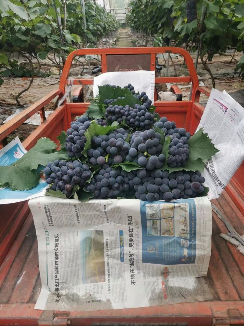 摩尔多瓦葡萄苗《丰泰苗木》专业苗圃基地批发自育苗木