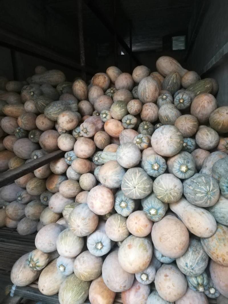 密本南瓜大量上市中，欢迎订购。