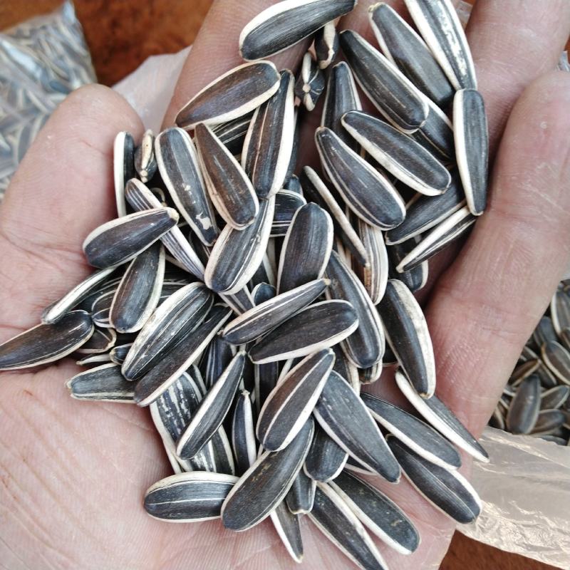 精选葵花籽363/3638三瑞，同辉系列中籽