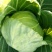 【精品】河北甘蓝，个头均匀，自家种植一手货源，全国发货