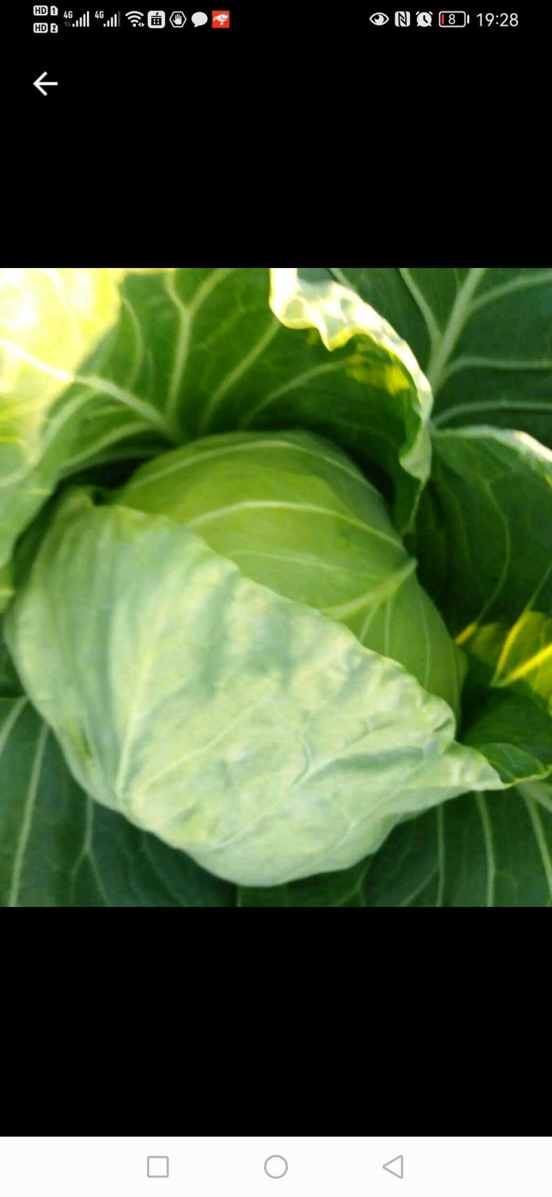 【精品】河北甘蓝，个头均匀，自家种植一手货源，全国发货