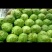【精品】河北甘蓝，个头均匀，自家种植一手货源，全国发货