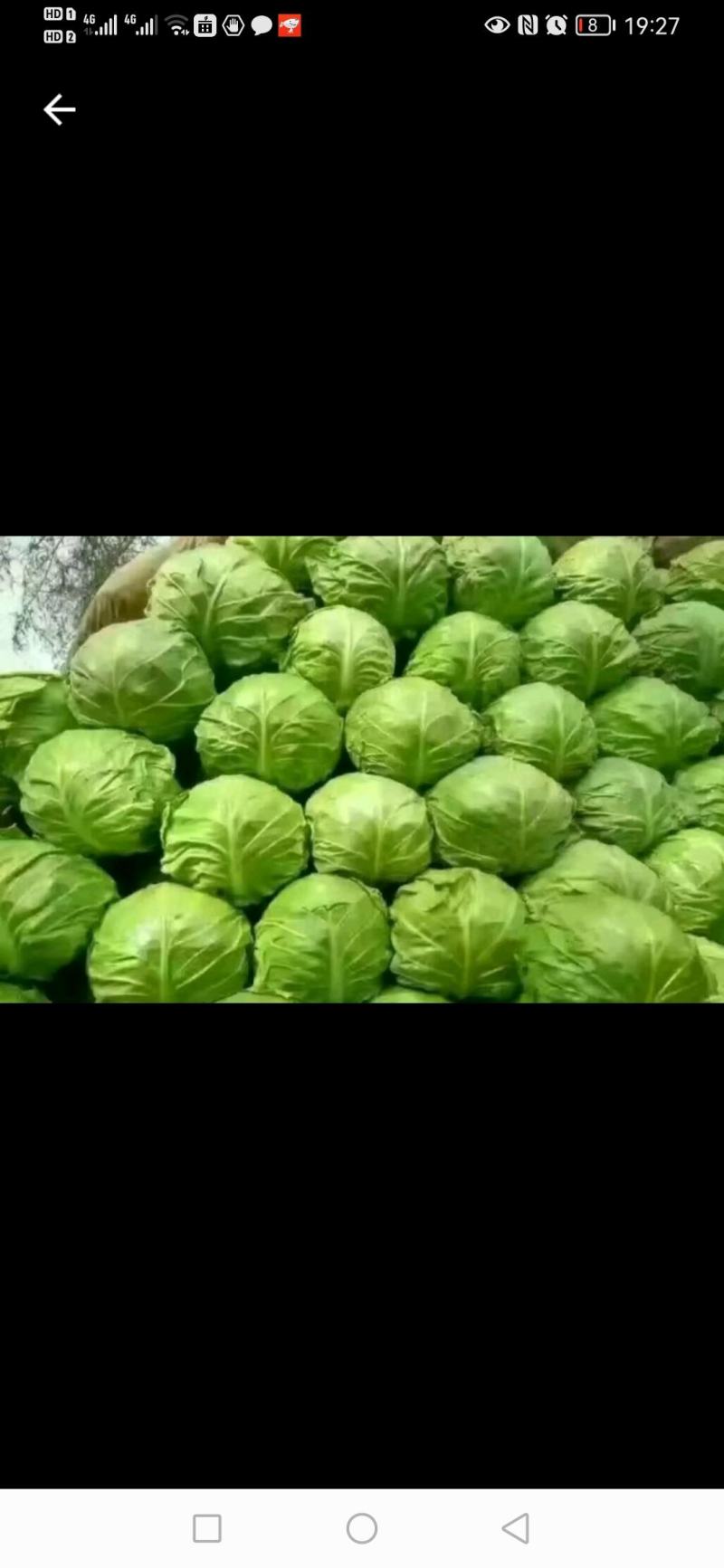 【精品】河北甘蓝，个头均匀，自家种植一手货源，全国发货