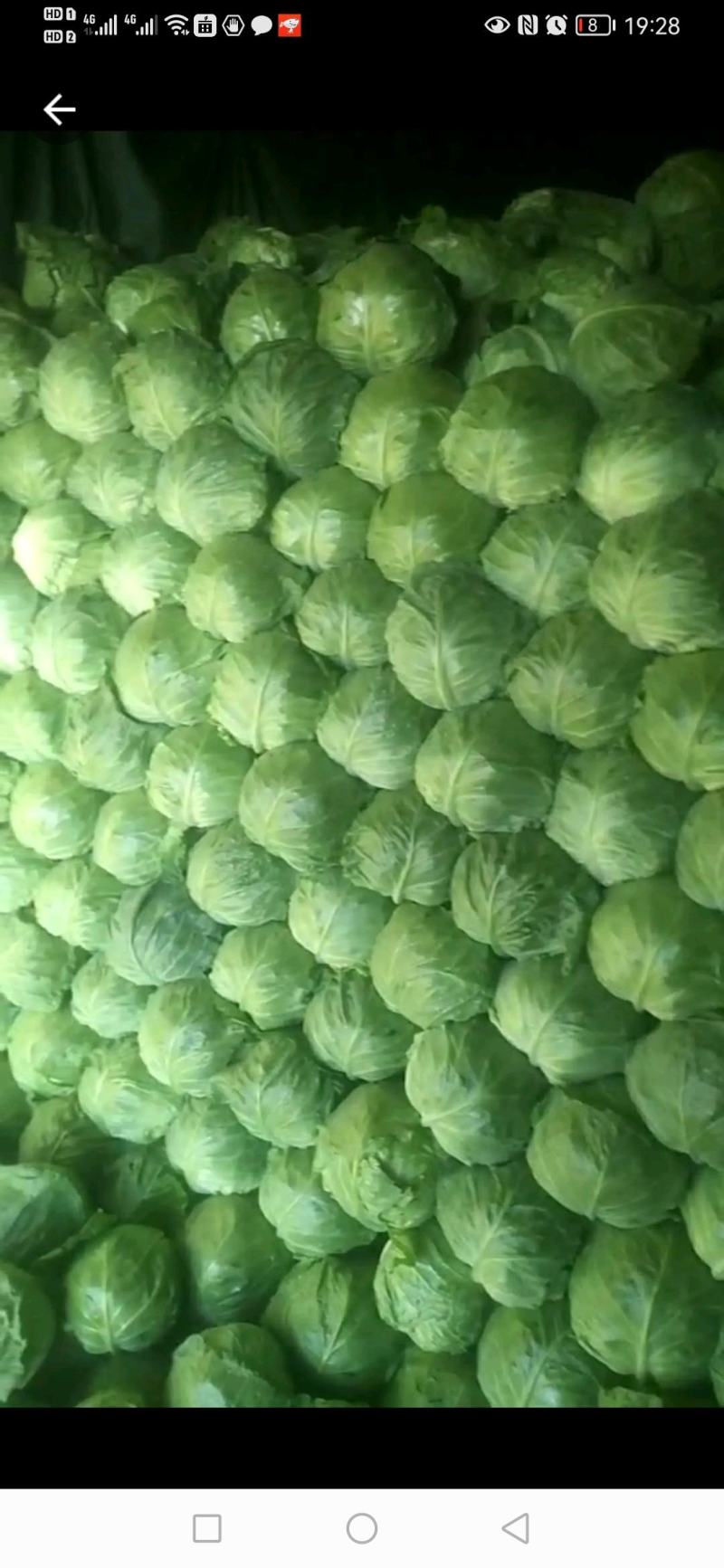 【精品】河北甘蓝，个头均匀，自家种植一手货源，全国发货