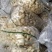 2026年新蒜蒜米蒜肉蒜泥料工厂用蒜米，市场用蒜米